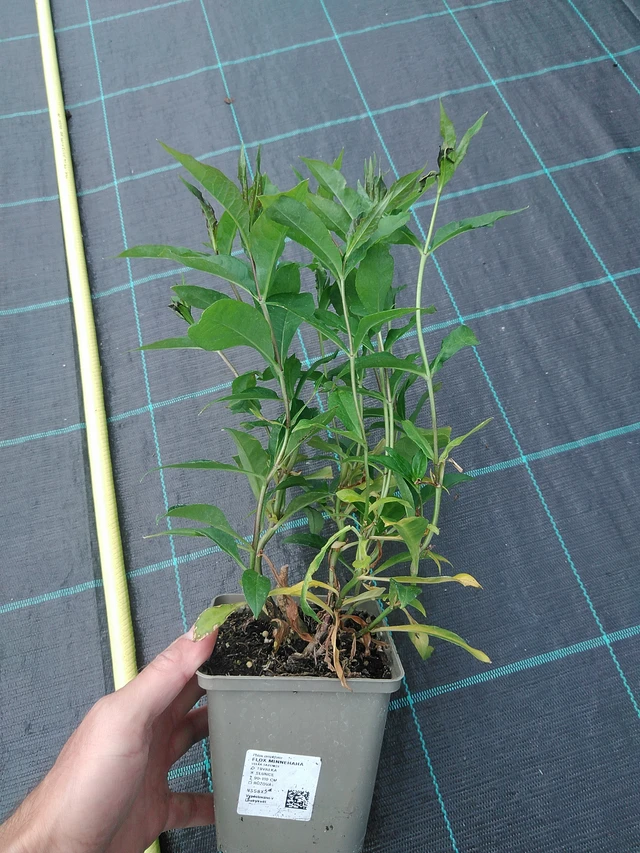 Leimu Minnehaha - 24. 6. 2025