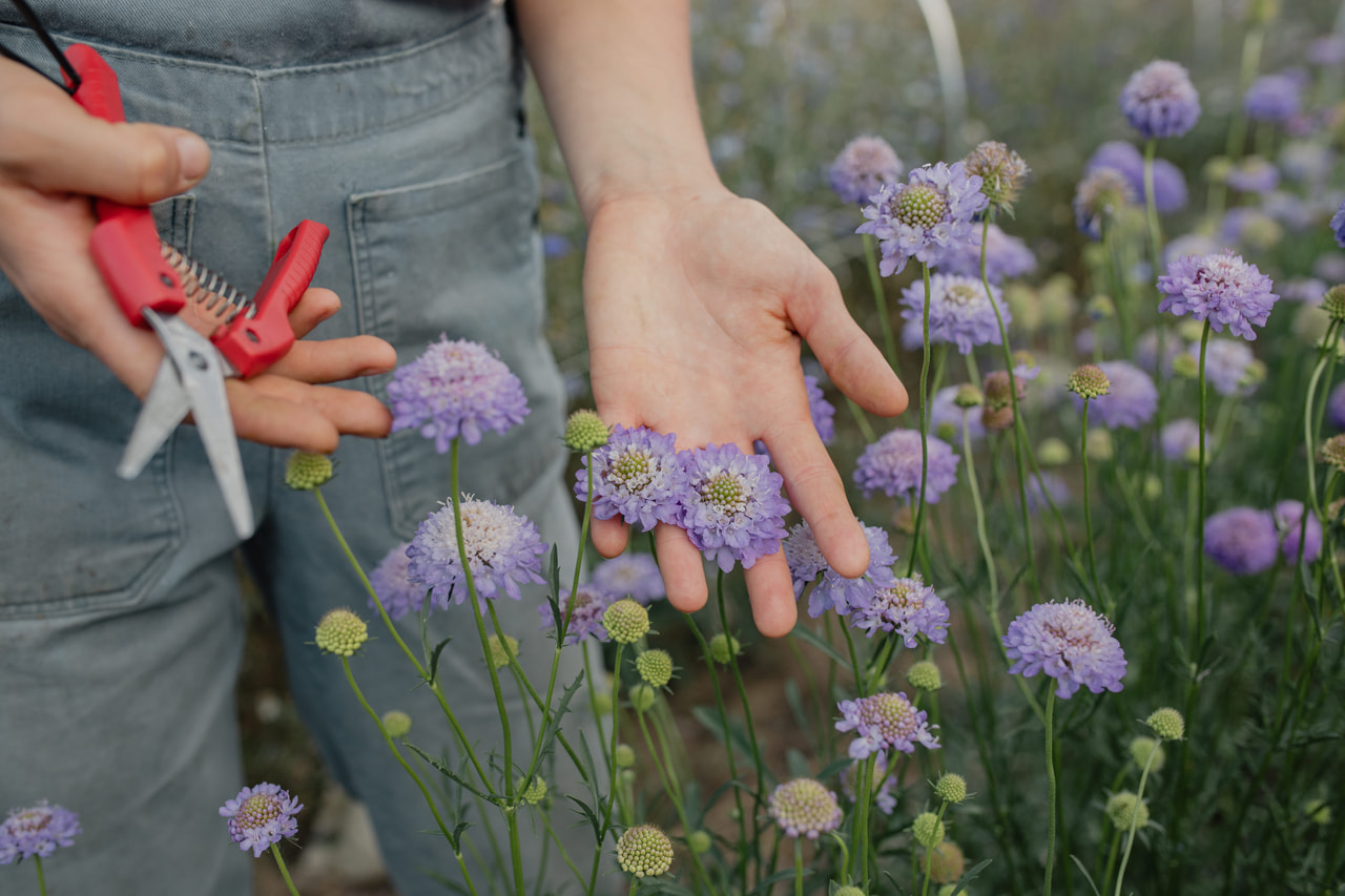Törmäkukka QIS Dark Blue, Loukykvět