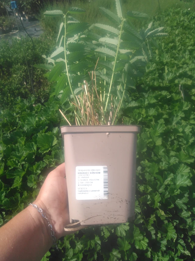 Luppio Arnhem - 2024