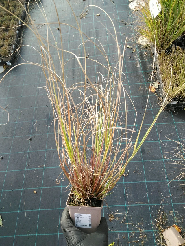 Sulkahirssi Cassian - 31. 10. 2025