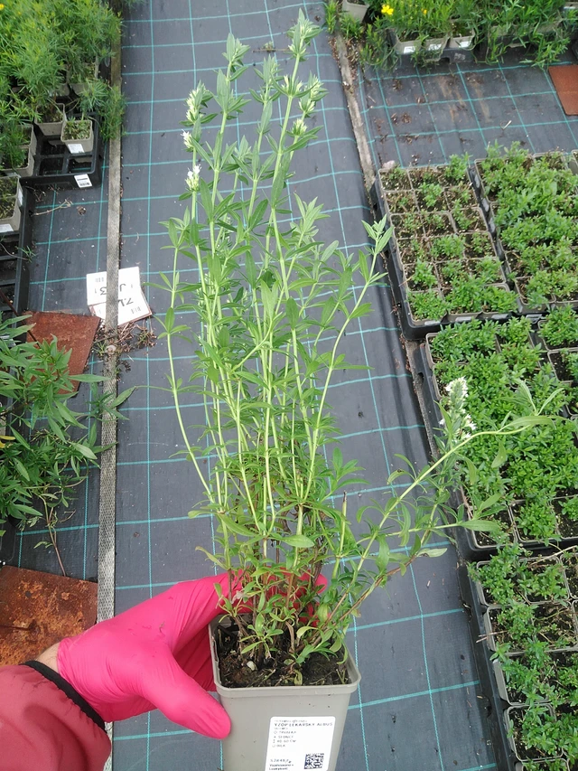 Hisopo Albus - 29. 7. 2025