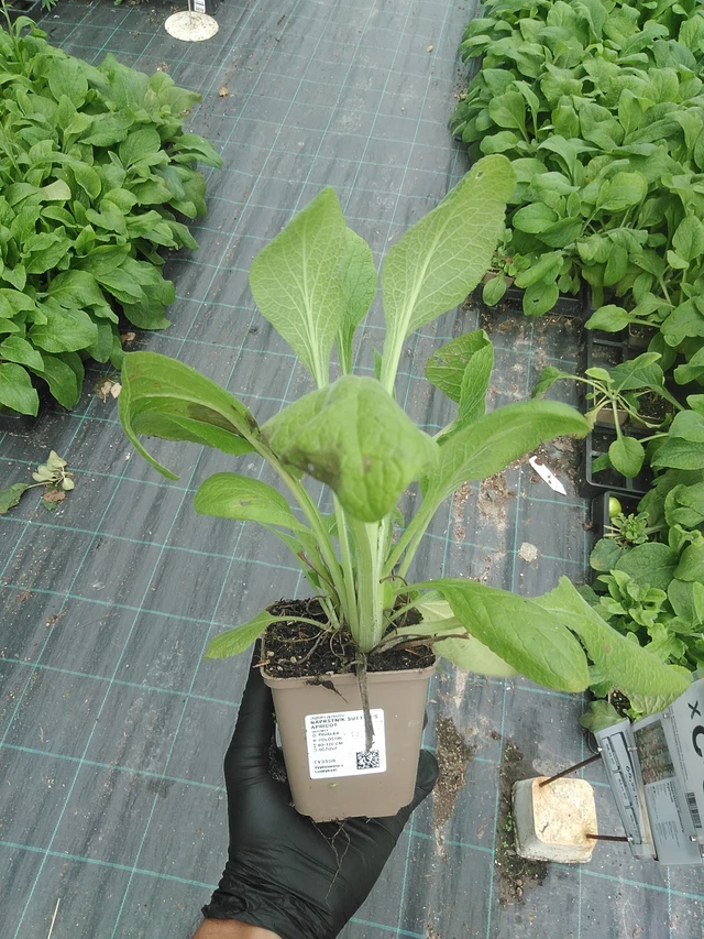 Foxglove Sutton’s Apricot - 31. 7. 2025