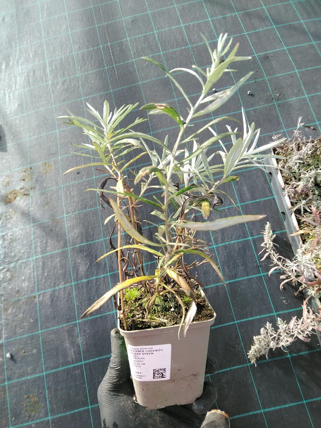 Artemisa Silver Queen - 31. 10. 2025