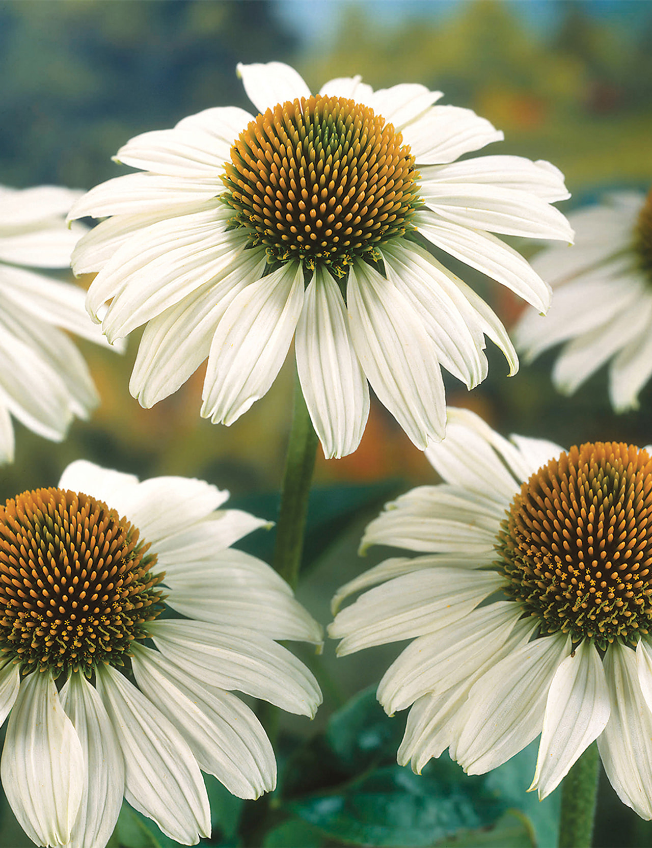 Echinacea Primadonna White, Loukykvět