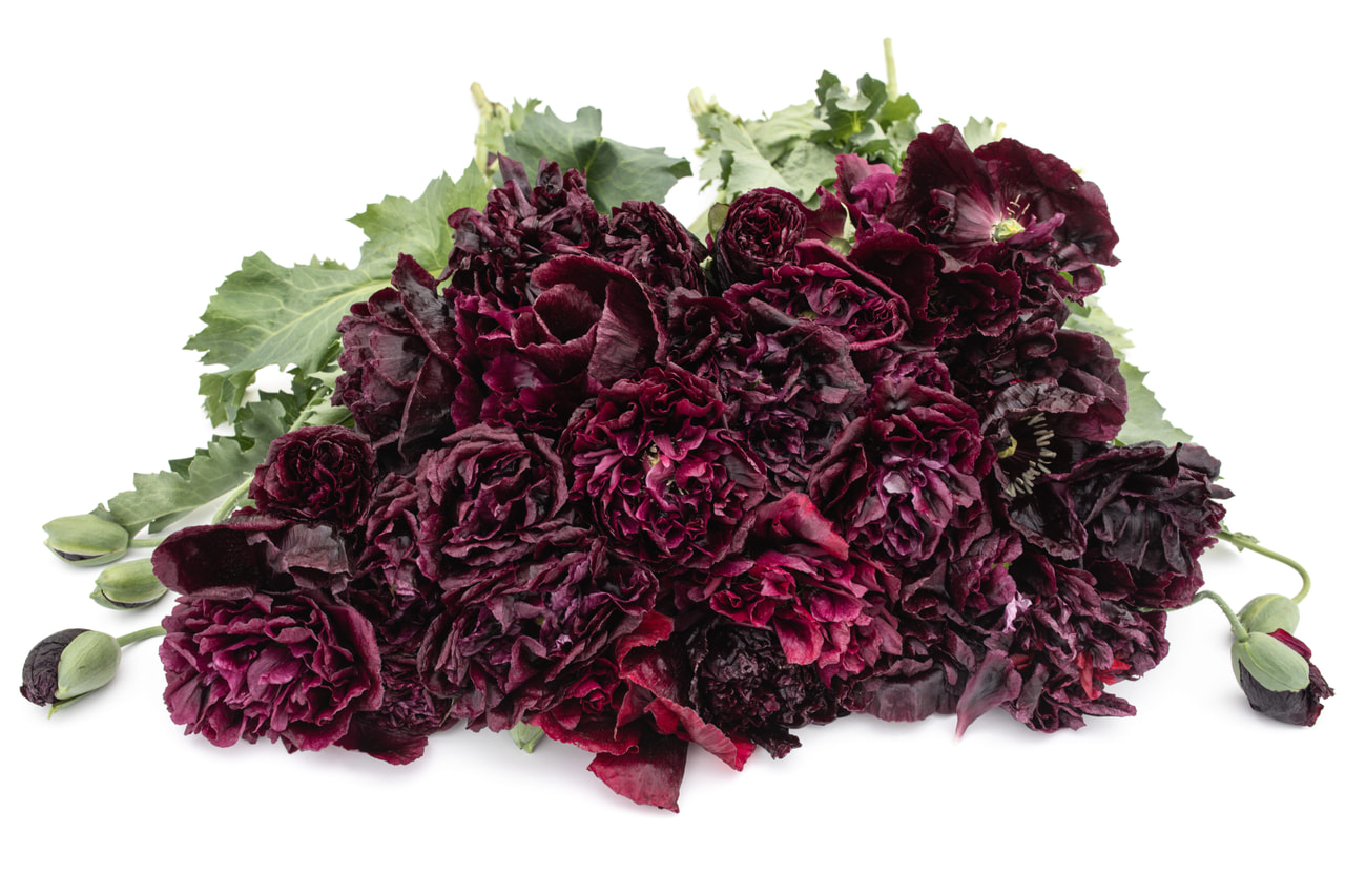 Pæonvalmue Black, Loukykvět