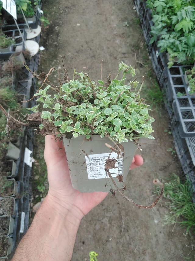 Oregano Aureum Variegata - 1. 8. 2025