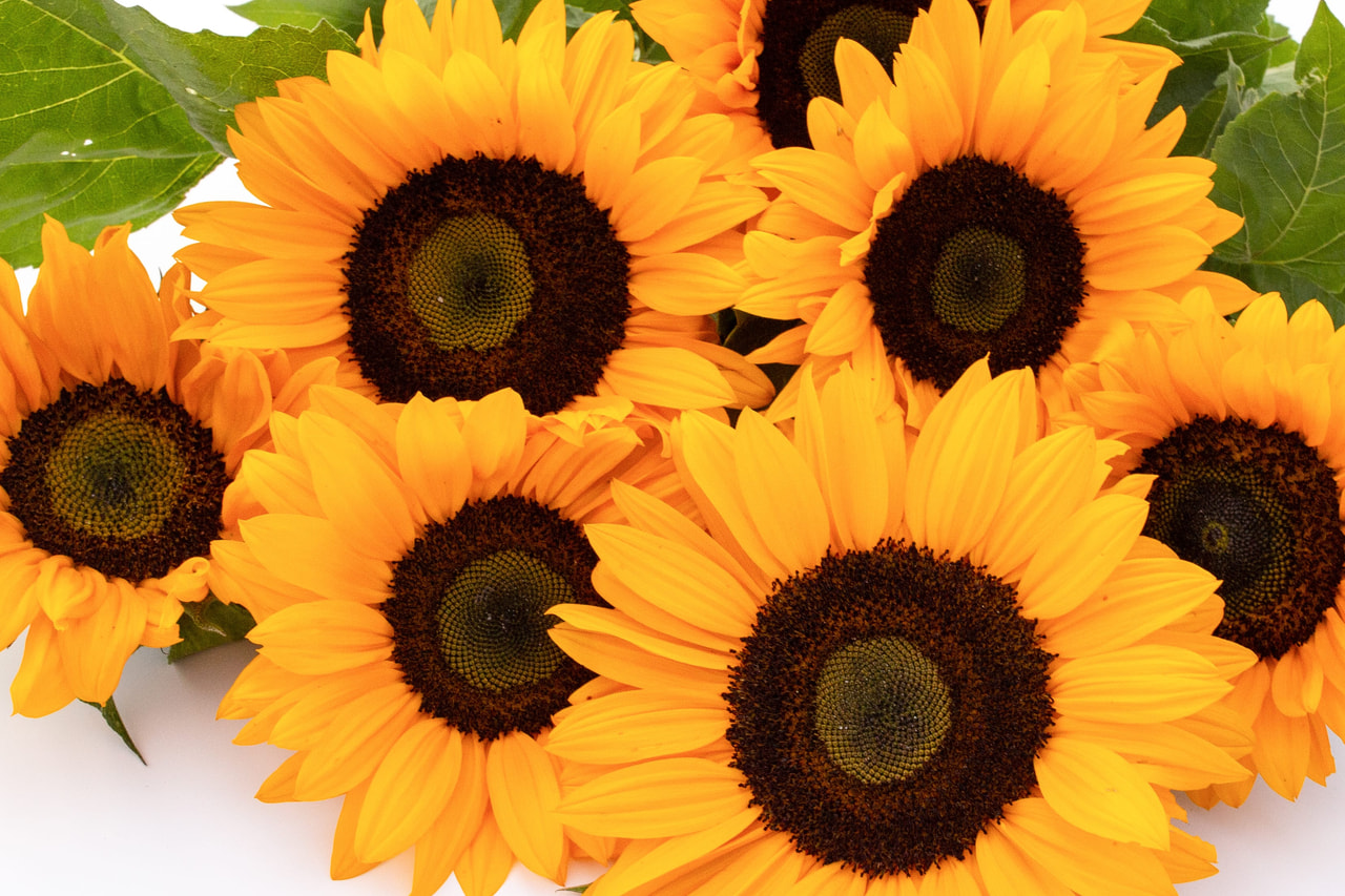 Zonnebloem Solano Deep Orange, Loukykvět