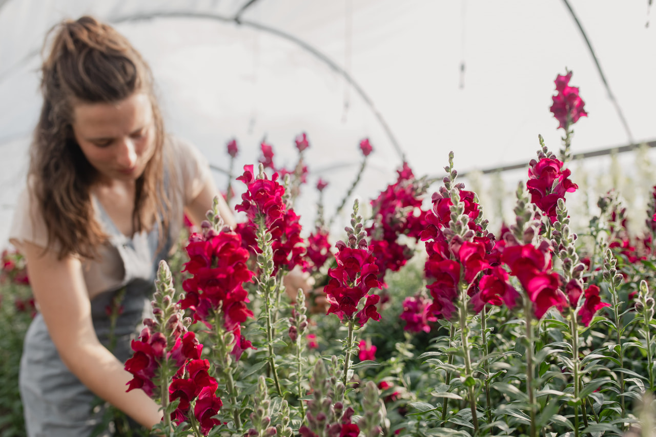 Leeuwenbek Potomac Crimson, Loukykvět
