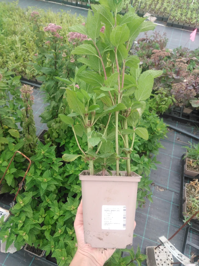 Punalatva Baby Joe - 2024