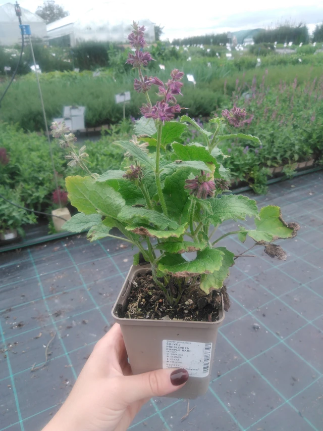 Salvia verticillata Purple Rain - 2024