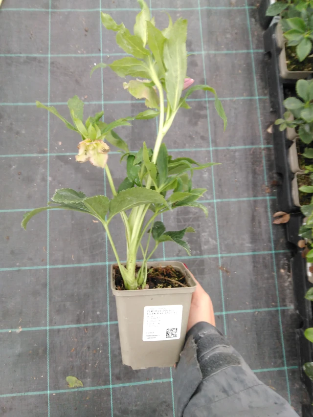 Jouluruusu Double Ellen Pink Spotted - 10. 9. 2025