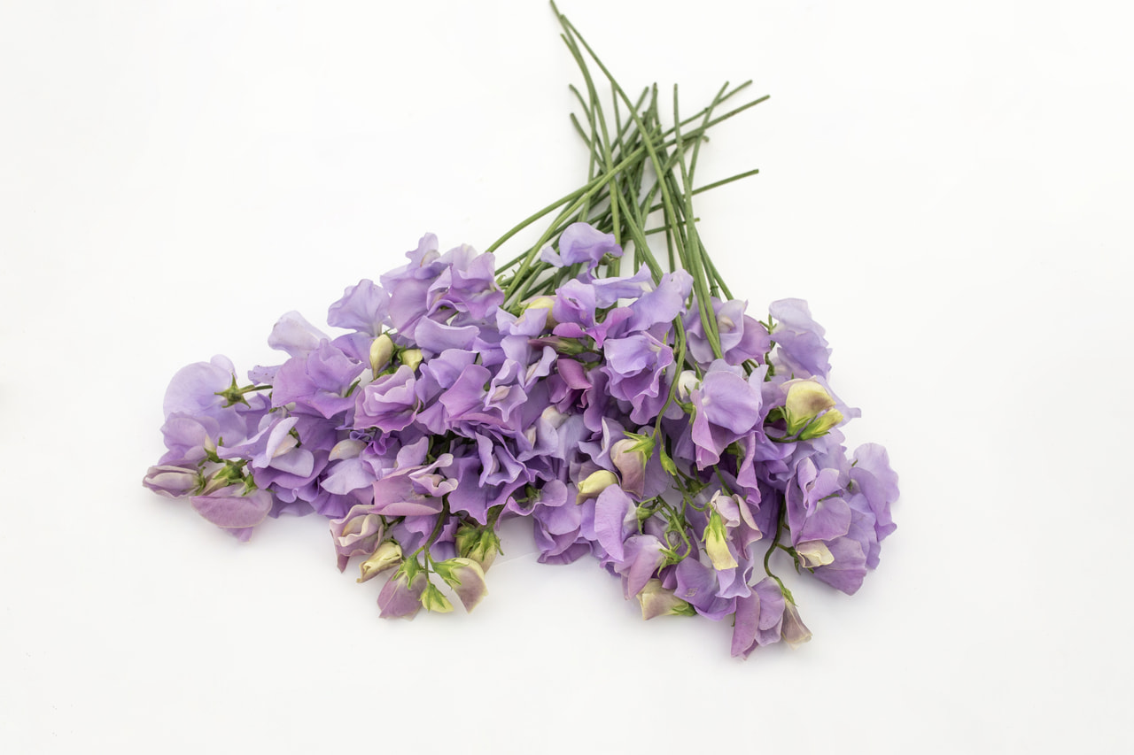 Lathyrus Spring Sunshine Light Blue, Loukykvět