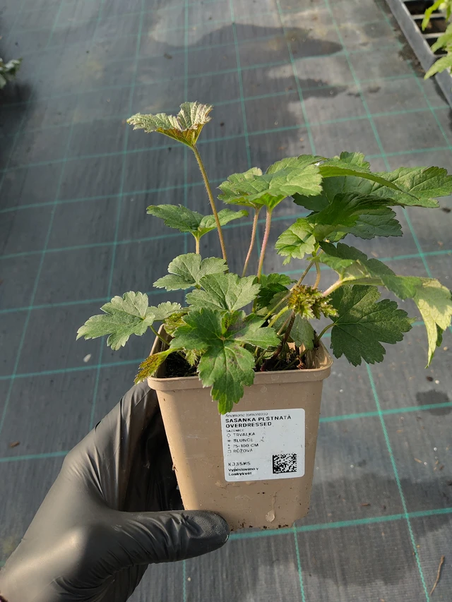 Hopeasyysvuokko Overdressed - 12. 9. 2025