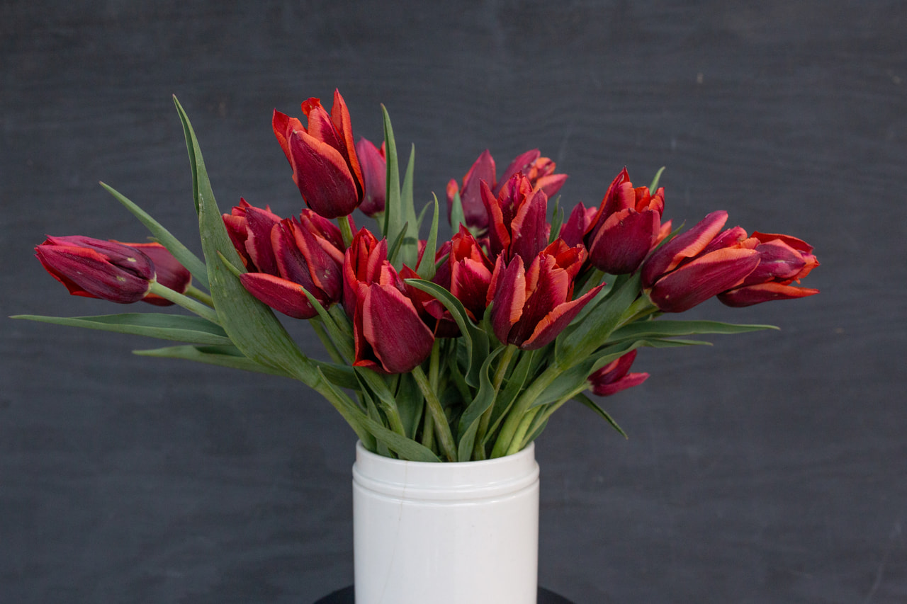 Tulppaani Muvota, Loukykvět