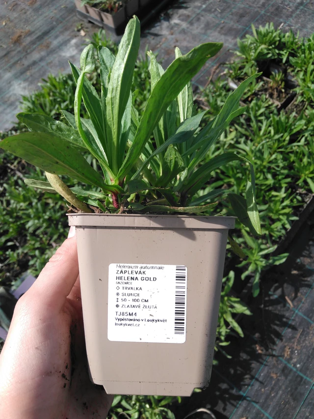 Hohdekukka Helena Gold - 2024