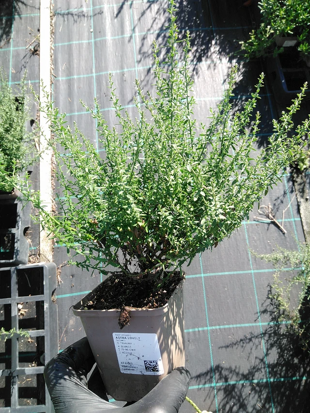 Asteri Lovely - 19. 8. 2025