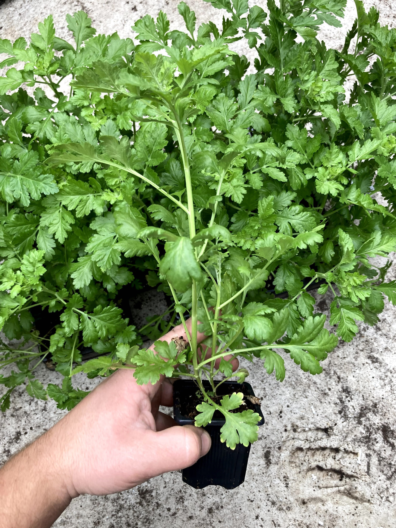 Reunuspietaryrtti Amero, Loukykvět