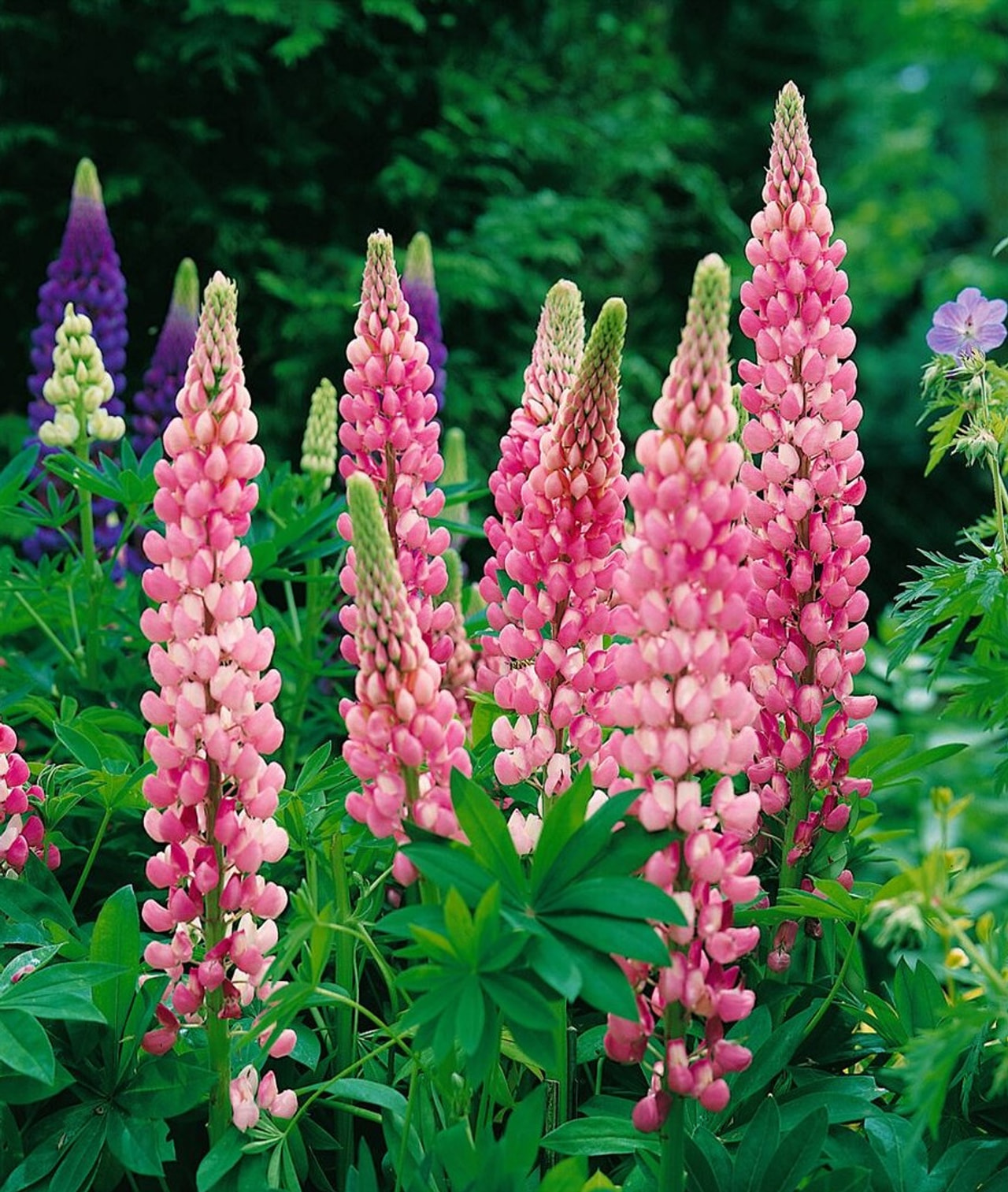 Lupiini Band of Nobles Schloßfrau, Loukykvět