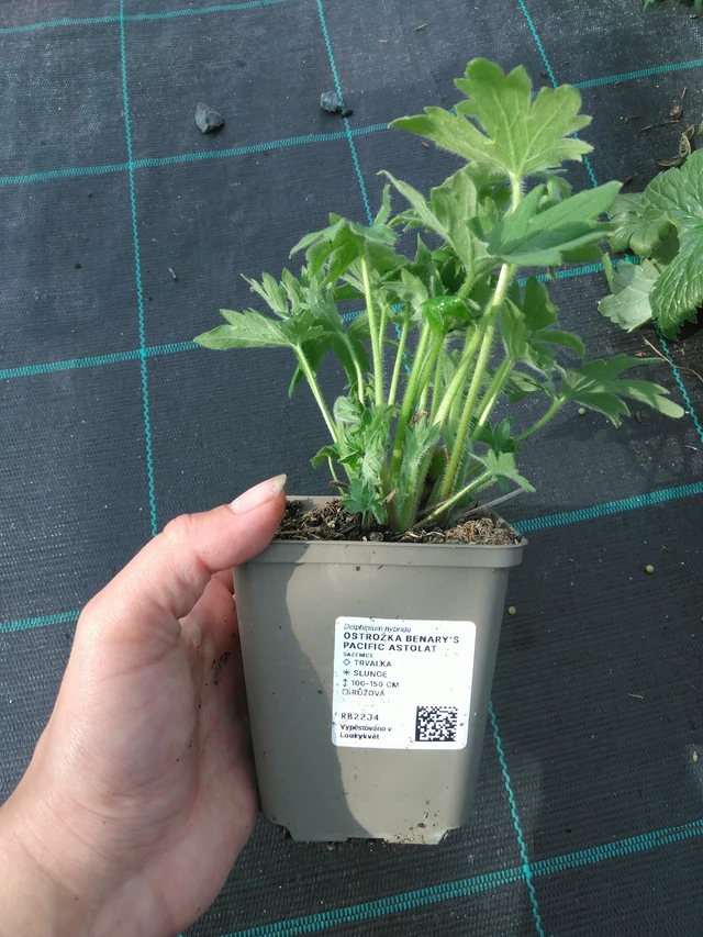 Ritarinkannus Benary’s Pacific Astolat - 11. 7. 2025