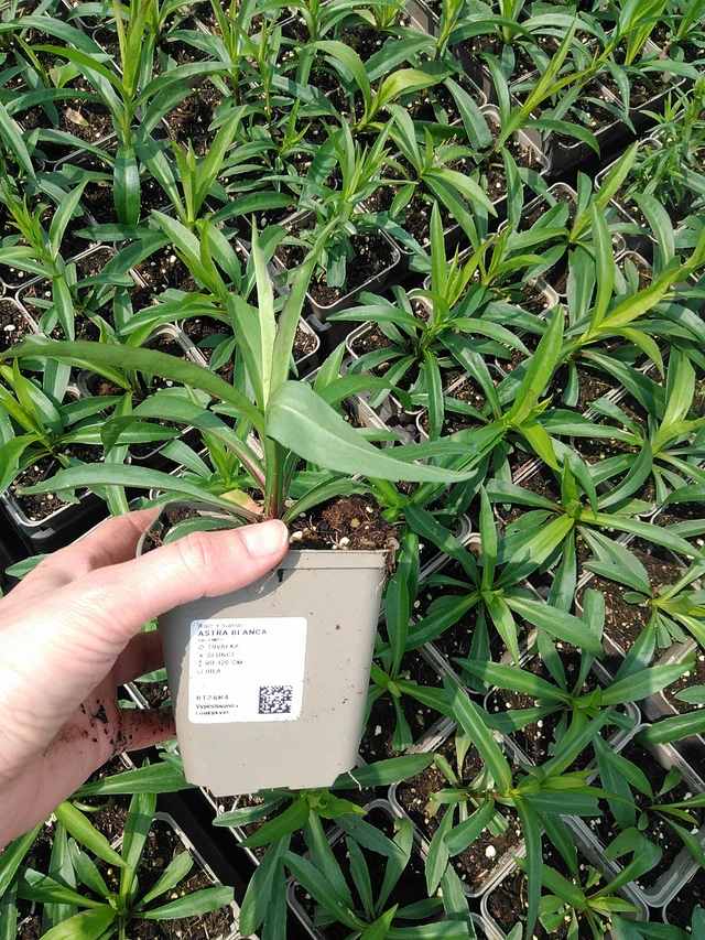 Asteri Blanca - 9. 6. 2025