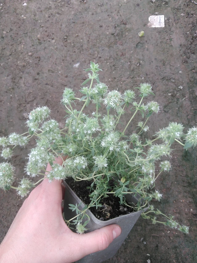 Tomillo Pompom - 17. 7. 2025