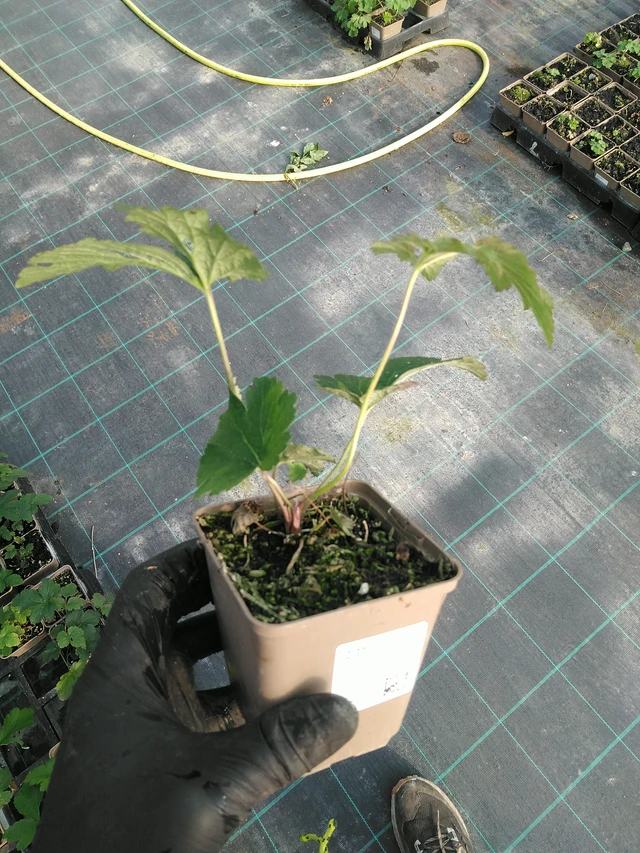 Hopeasyysvuokko Overdressed - 31. 10. 2025