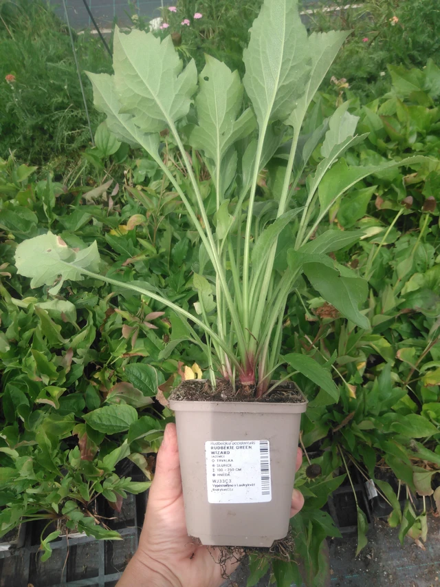 Päivänhattu Green Wizard - 2024