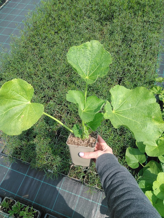 Salkoruusu Spotlight Polarstar - 9. 6. 2025