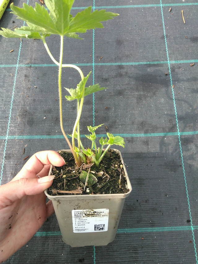 Espuela de caballero Magic Fountains Dark Blue (White Bee) - 11. 7. 2025