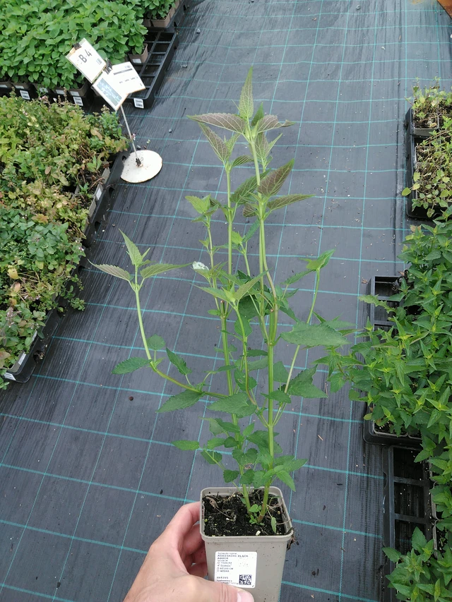 Jätti-iiso Black Adder - 28. 7. 2025