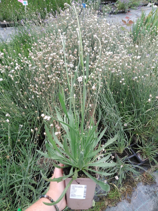 Siniharmaakello Alba - 2024