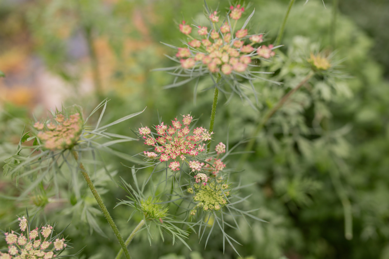 Zanahoria ornamental Dara, Loukykvět