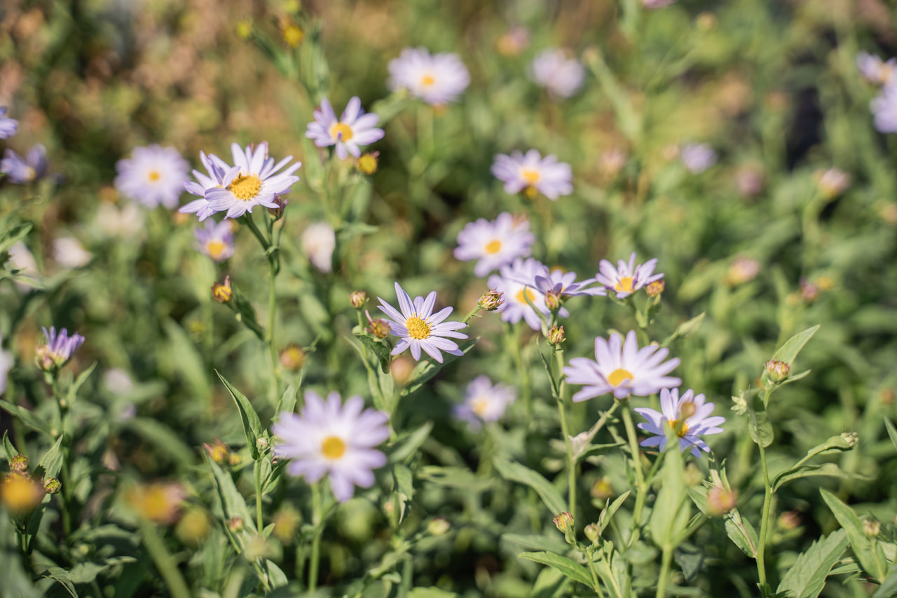 Aster japonés Charlotte, Loukykvět