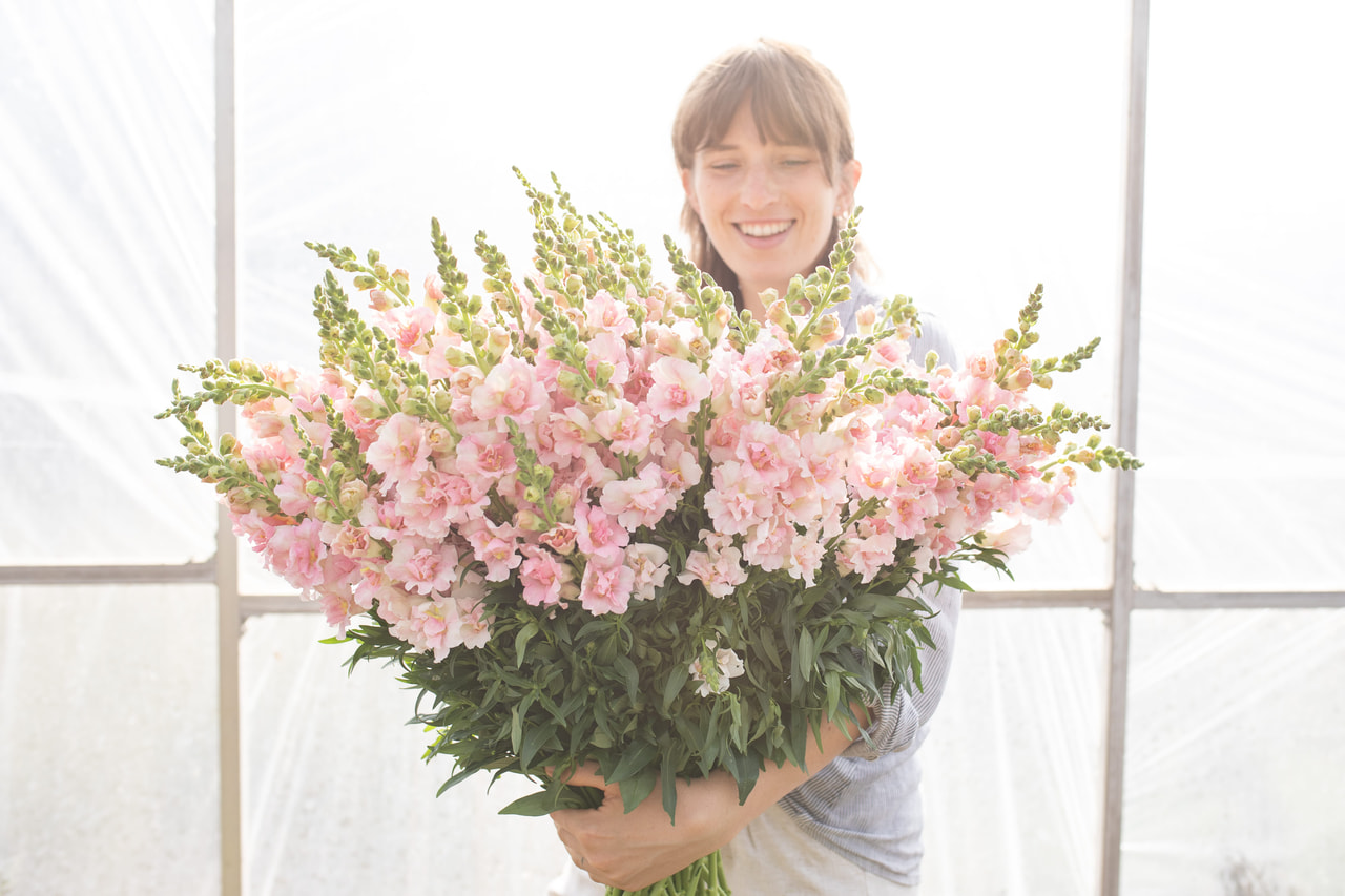 Leijonankita Double Frappe Light Pink, Loukykvět