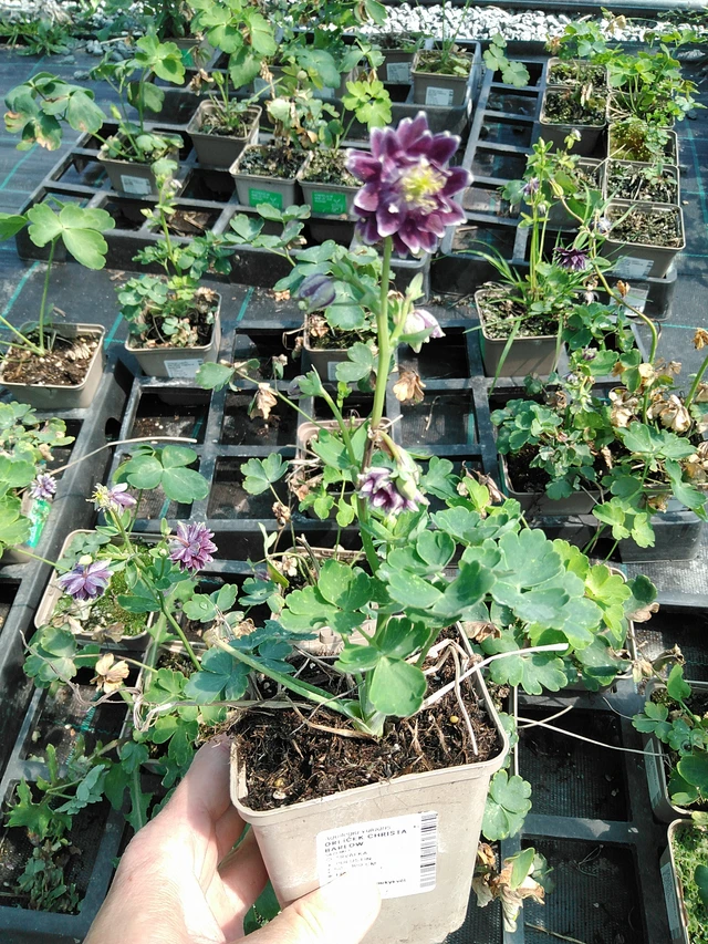 Aguileña Christa Barlow - 13. 5. 2025