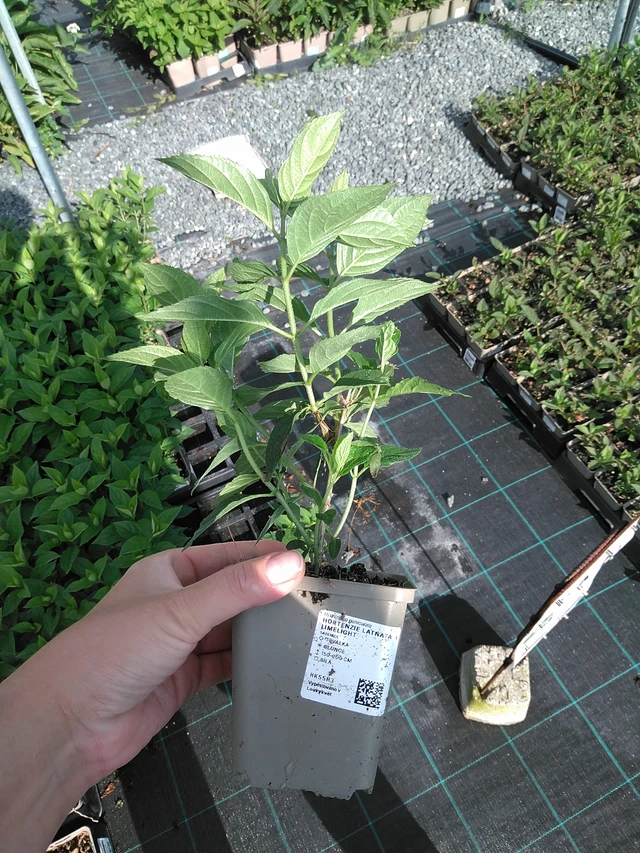 Syyshortensia Limelight - 11. 7. 2025