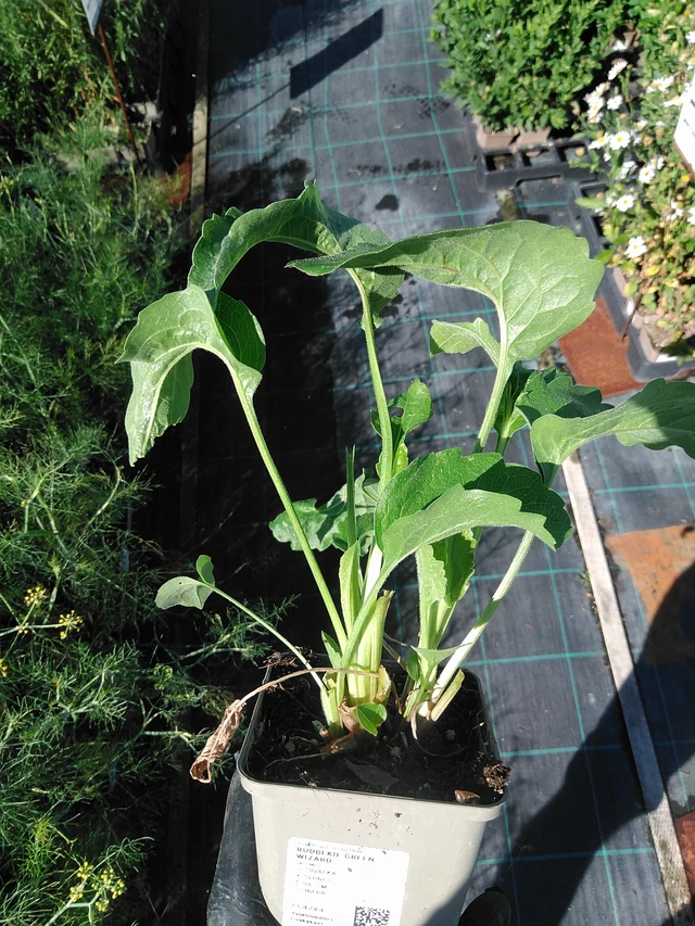 Päivänhattu Green Wizard - 19. 8. 2025