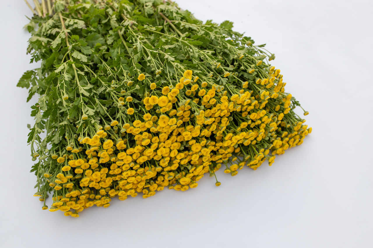 Reunuspietaryrtti Amero, Loukykvět