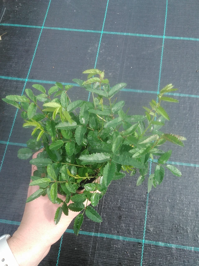 Luppio Rock and Roll - 17. 7. 2025