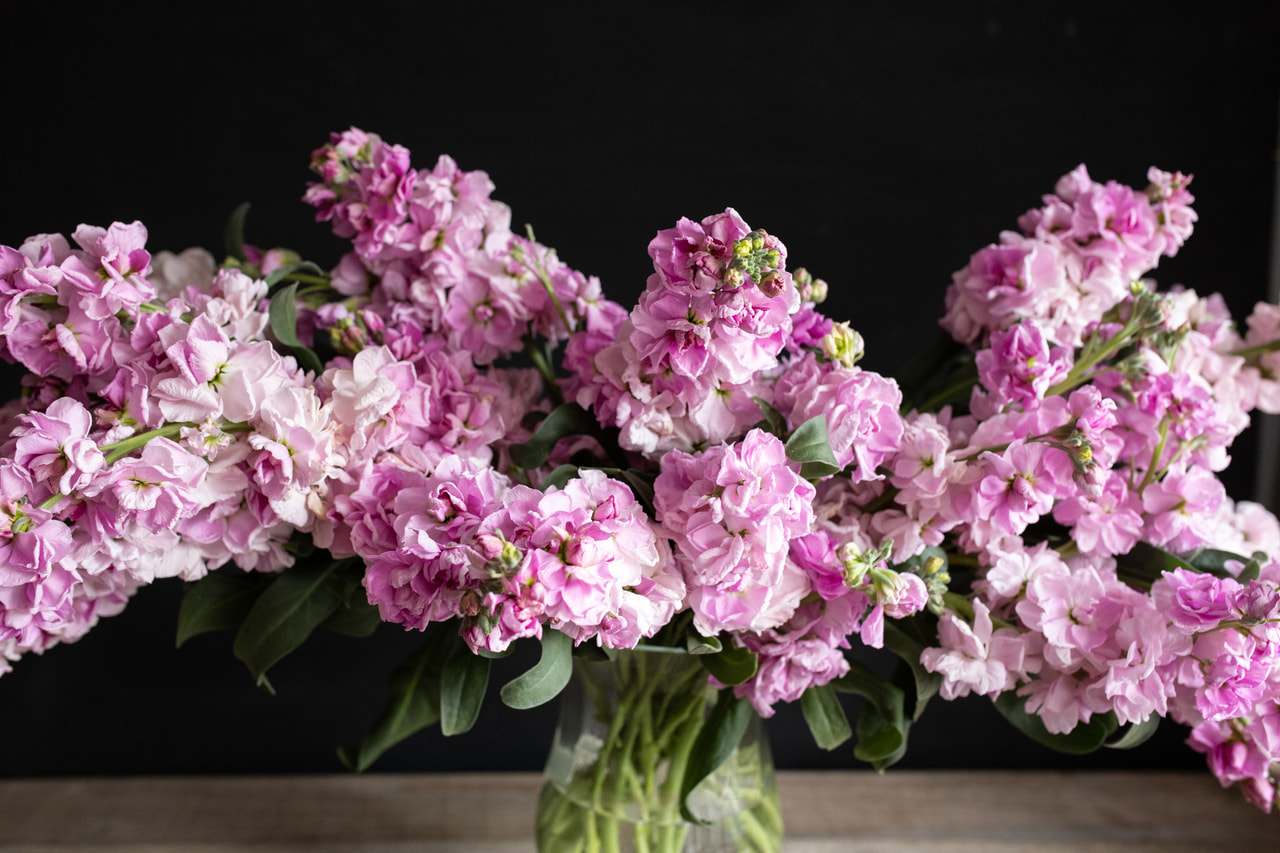 Levkoija Katz Cherry Blossom, Loukykvět