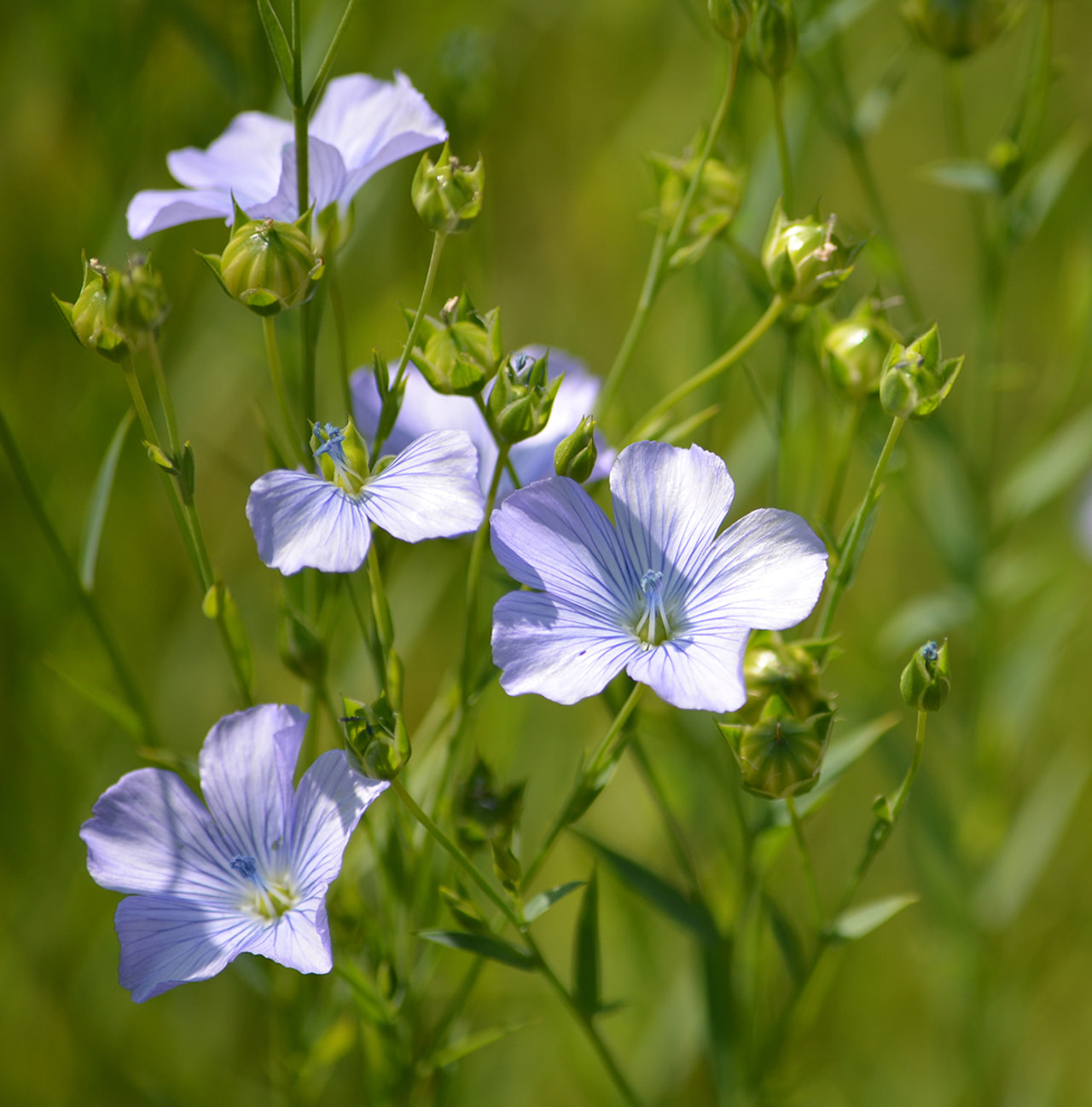 Pellava Sky Blue, Loukykvět
