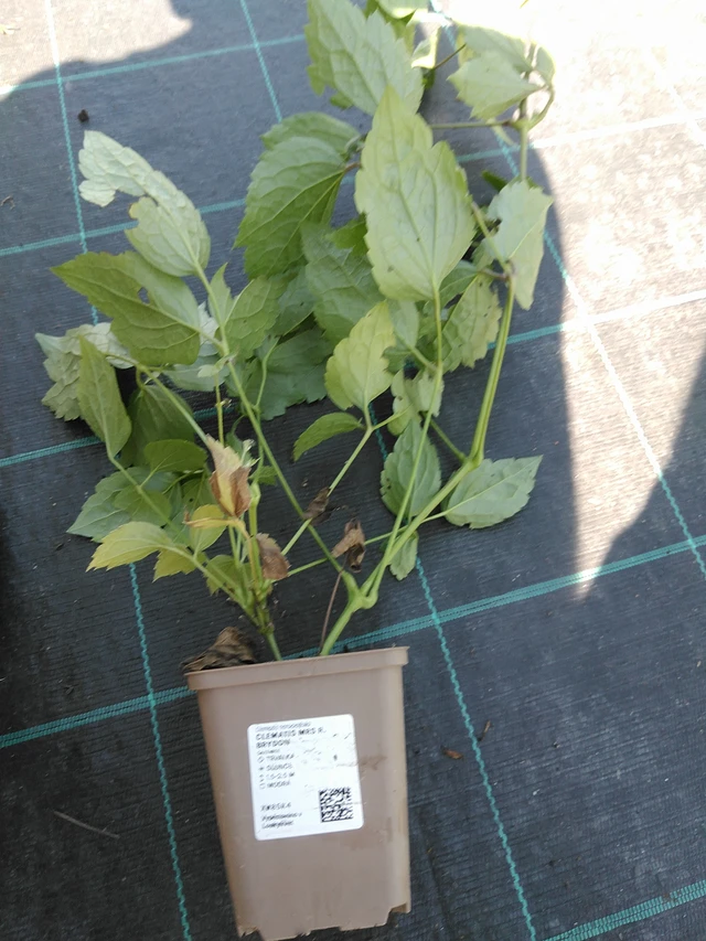 Kärhö Mrs R. Brydon - 19. 8. 2025