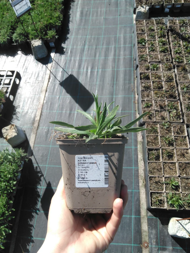 Asteri Schneetanne - 3. 4. 2025