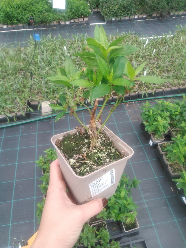 Leimu Franz Schubert - 2024