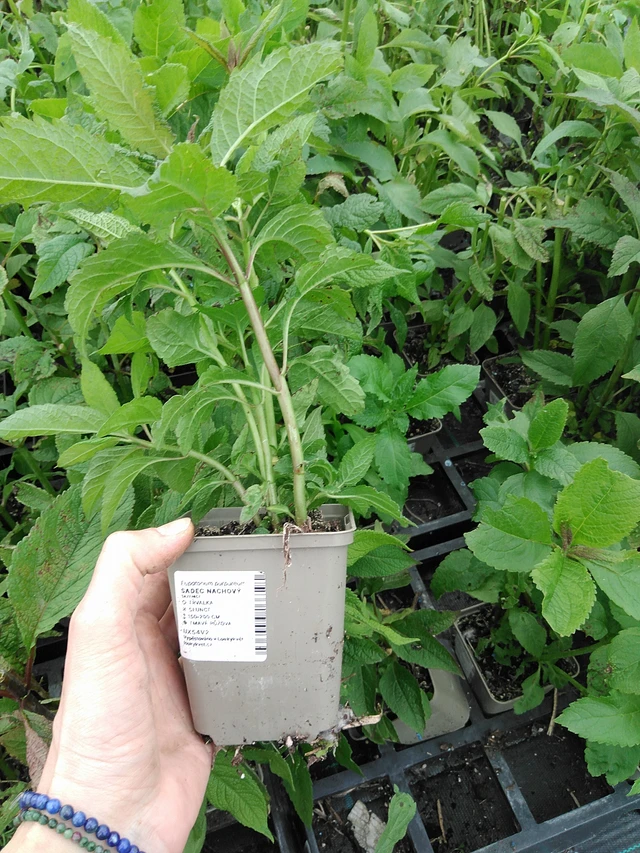 Purppurapunalatva - 9. 6. 2025