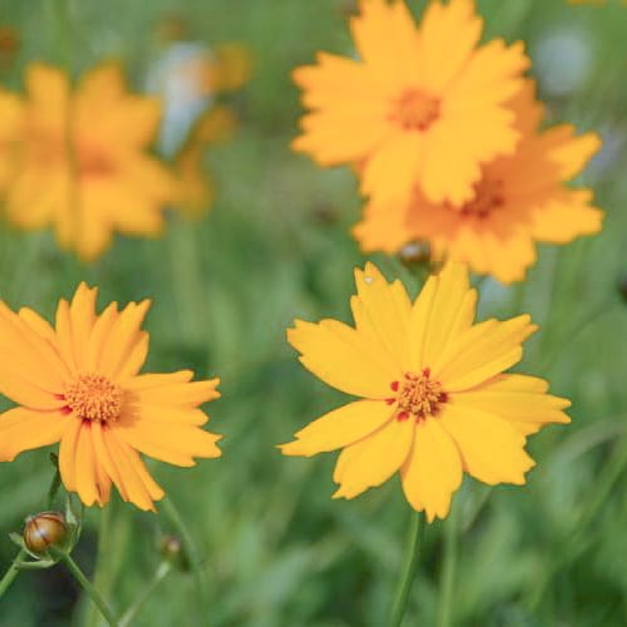 Coreopsis Christchurch, Loukykvět