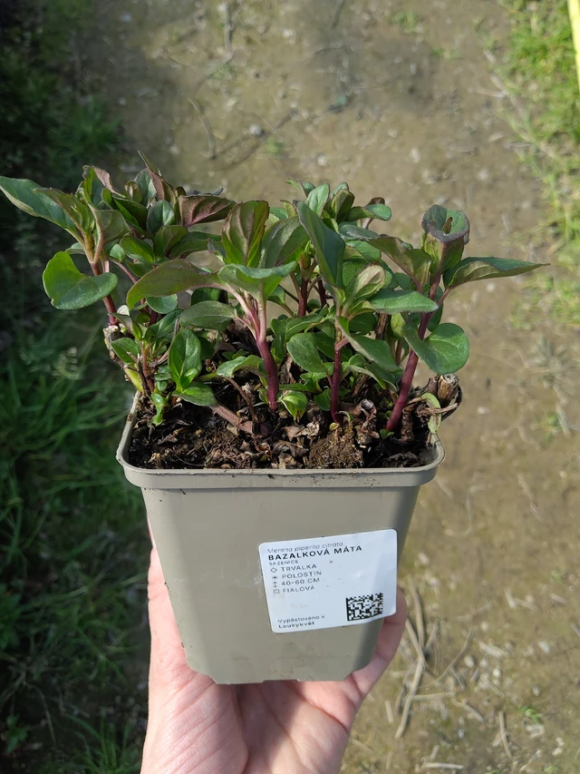 Basilikaminttu - 27. 3. 2026