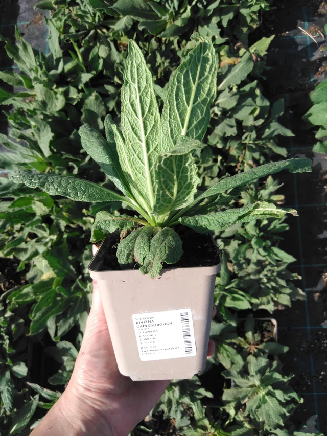 Verbascum Gainsborough - 2024