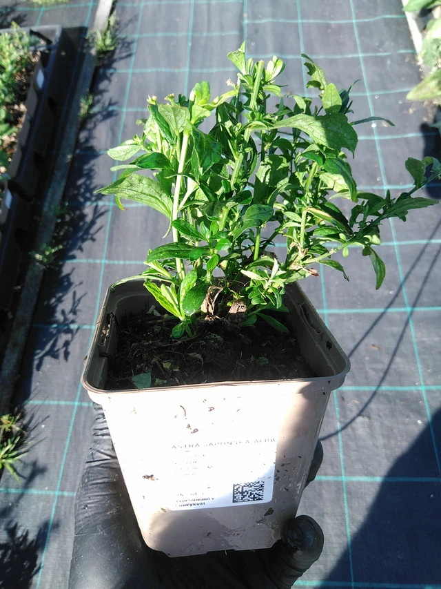 Tiukuasteri Alba - 19. 8. 2025