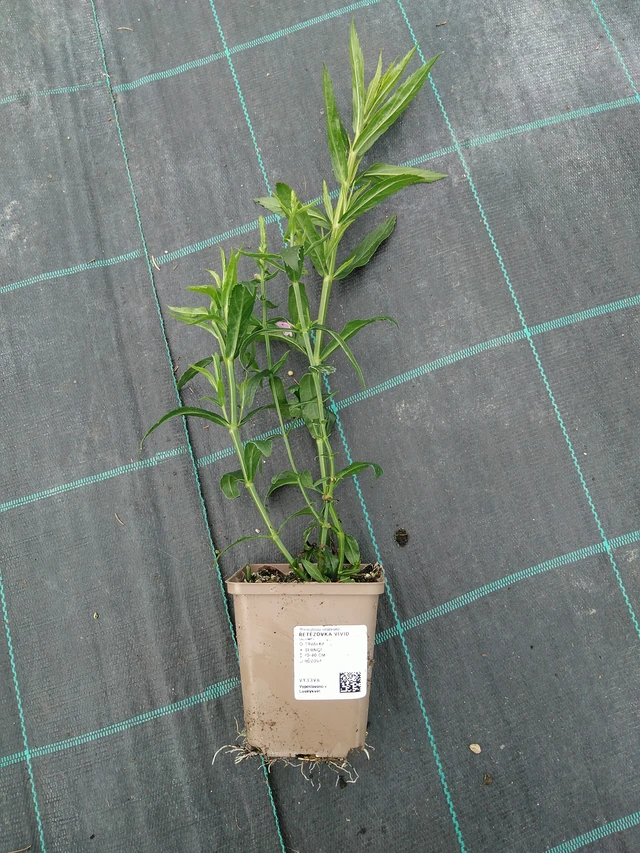 Kellopeippi Vivid - 10. 9. 2025